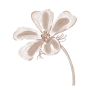 ヒメフロウエキス画像